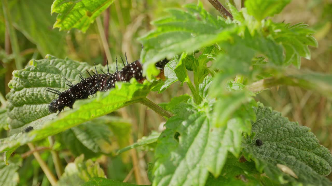 Macro of caterpillar on leaf with blurred green background