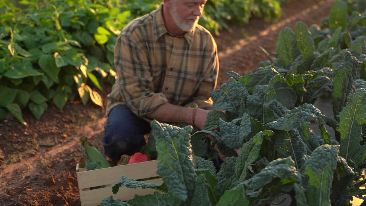 primer plano de granjero recogiendo col rizada en el campo al atardecer