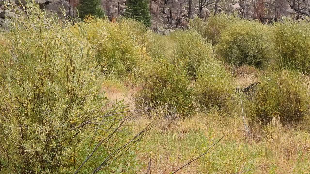 el alce con astas de toro sale de detrás de un grupo de sauces a través de un prado en la base de una montaña