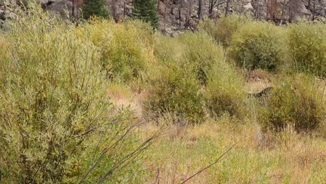 Bull-antlered-moose-walks-out-from-behind-a-stand-of-willow-trees-through-a-meadow-at-the-base-of-a-mountain