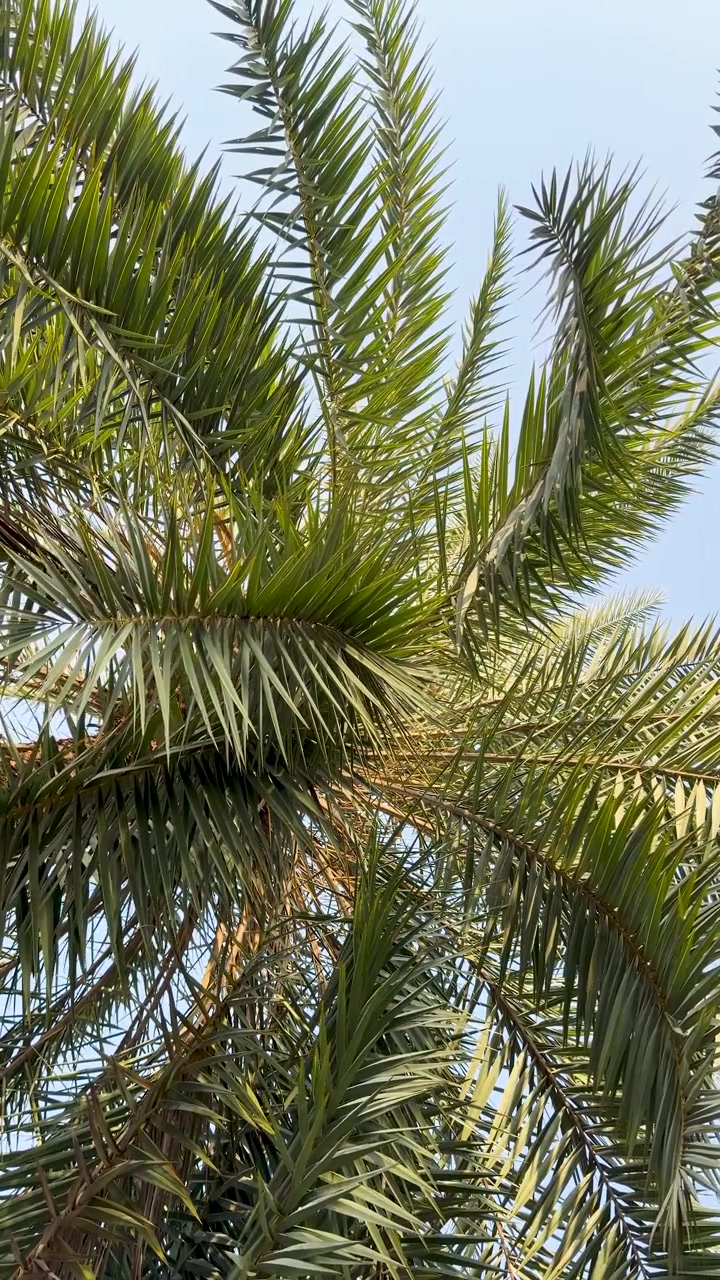 A low angle shot captures green palm fronds swaying gently against a clear blue sky