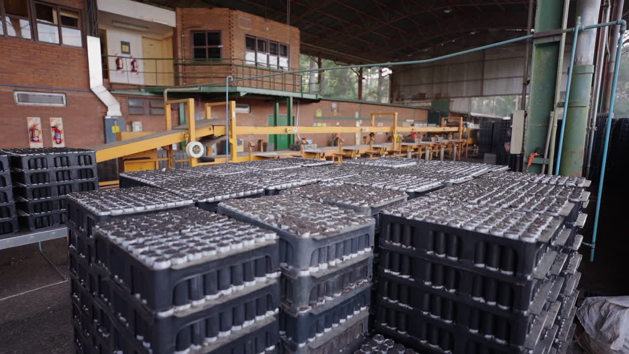 A close-up shot of trays filled with seeds, organized neatly for controlled germination. This process helps to maintain order and ensure the healthy growth of each seedling