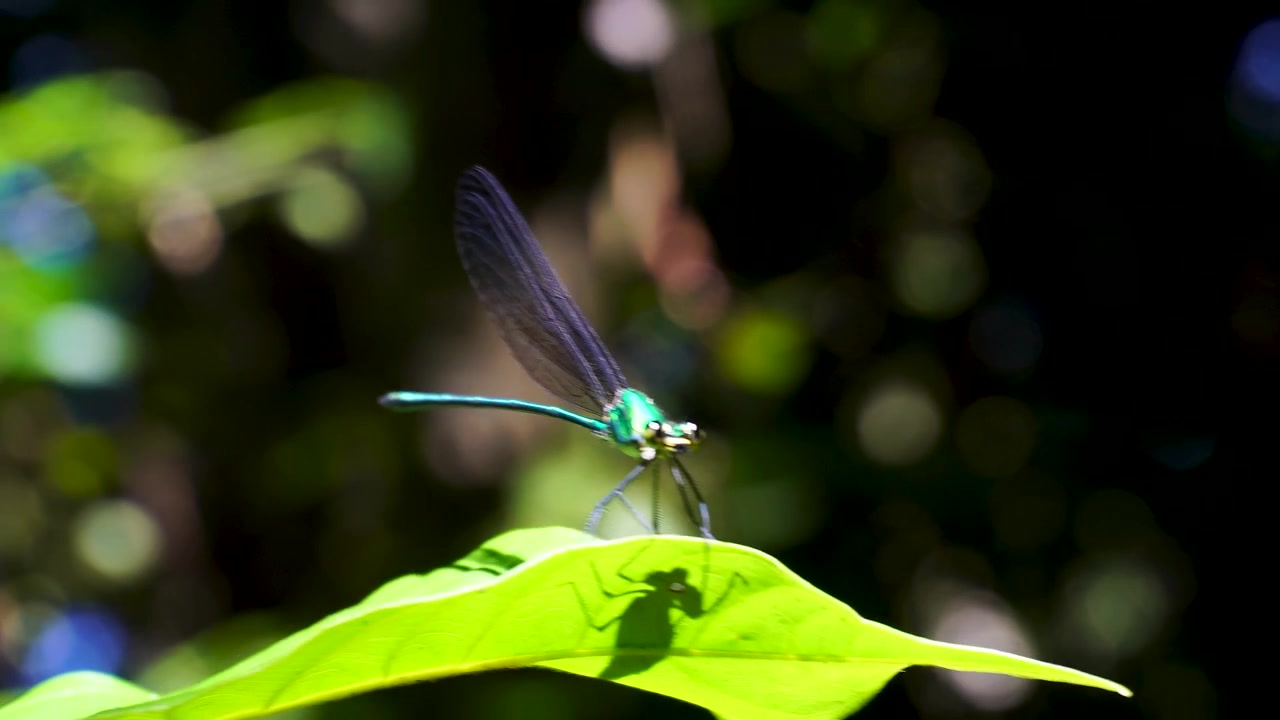 La libellula fa un giro e si posa di nuovo su una foglia