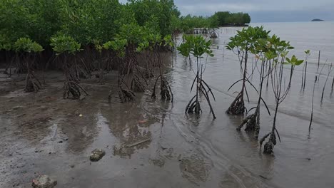 a tropical mangrove forest along a coastal shoreline, home to diverse wildlife and a natural barrier against coastal erosion.