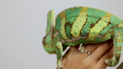 A veiled chameleon moves slowly across a person's hand in a well-lit, indoor setting