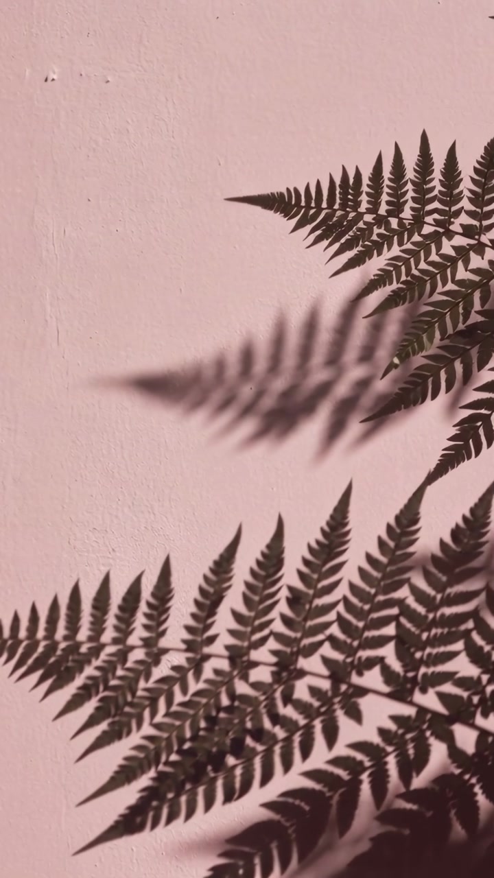 Vertical video: Swaying fern fronds in wind across pink wall, casting shade by pinholes, copy space