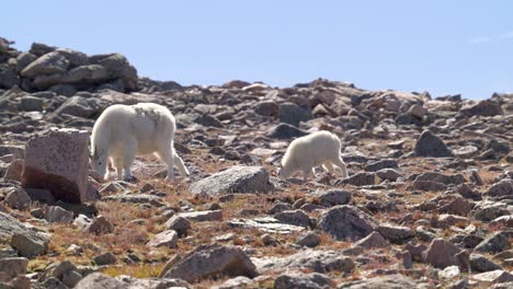 female mountain goat with baby grazing between rocks, wide handheld