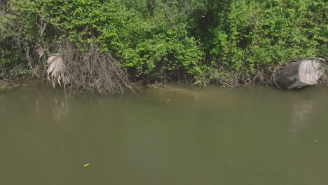 Una-Vista-Aérea-De-Un-Grupo-De-Caimanes-Juveniles-En-La-Orilla-Del-Alimentador-Del-Pantano-Horsepen-A-Lo-Largo-Del-Sendero-Para-Caminatas-Y-Bicicletas-Del-área-De-La-Bahía-En-Clear-Lake,-Houston,-Texas.