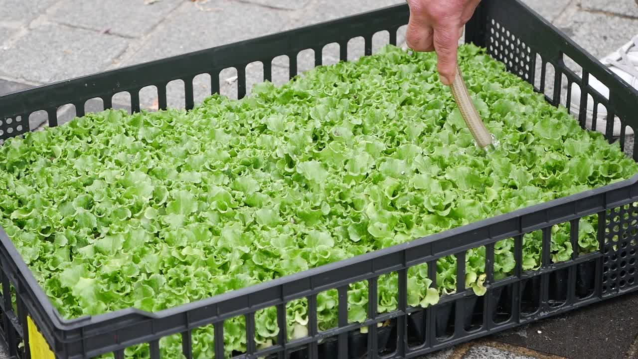 Watering Lettuce Seedlings in a Tray