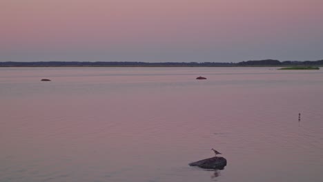 El-Pintoresco-Atardecer-Rosado-Brilla-Sobre-Una-Tranquila-Reserva-Natural,-Con-Aves-Marinas-Posadas-Elegantemente-Sobre-Piedras-Costeras-En-Medio-De-Los-Suaves-Tonos-Rosados-Del-Atardecer.