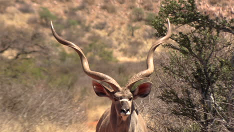 close-up shot of a beautiful male kudu, spiral horned antelope, standing and staring at the camera on a dirt road in the dry, hot, arid kalahari