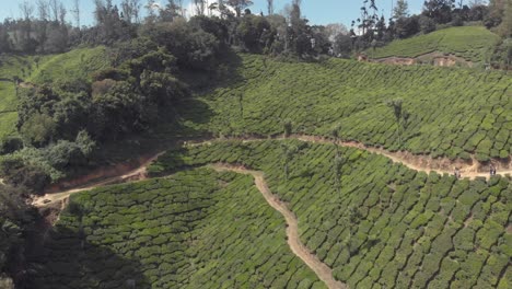 Tea-plant-estate-in-Munnar,-Kerala,-India