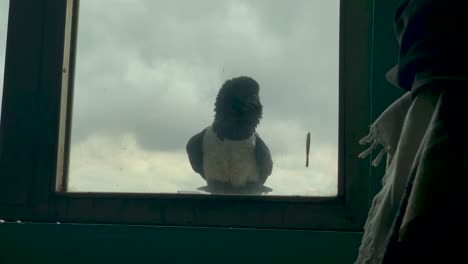 The-white-chested-crow-was-enjoying-the-mirror-and-see-it's-reflection-and-start-shouting