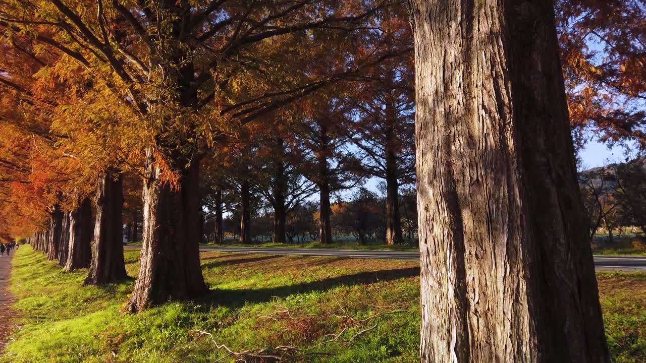 metasequoia namiki, camino arbolado de otoño en shiga japón