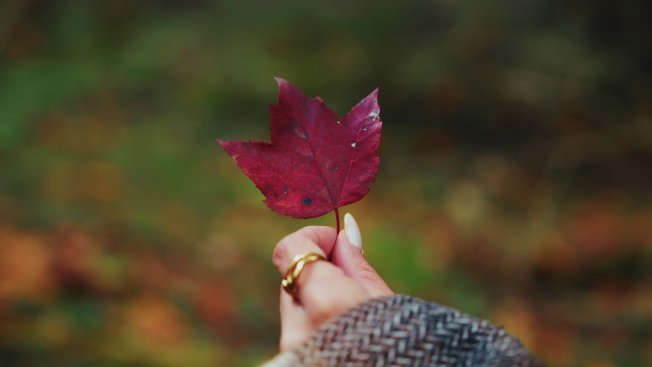 Closeup shot of a single bordeaux tree leaf. Autumn vibes.