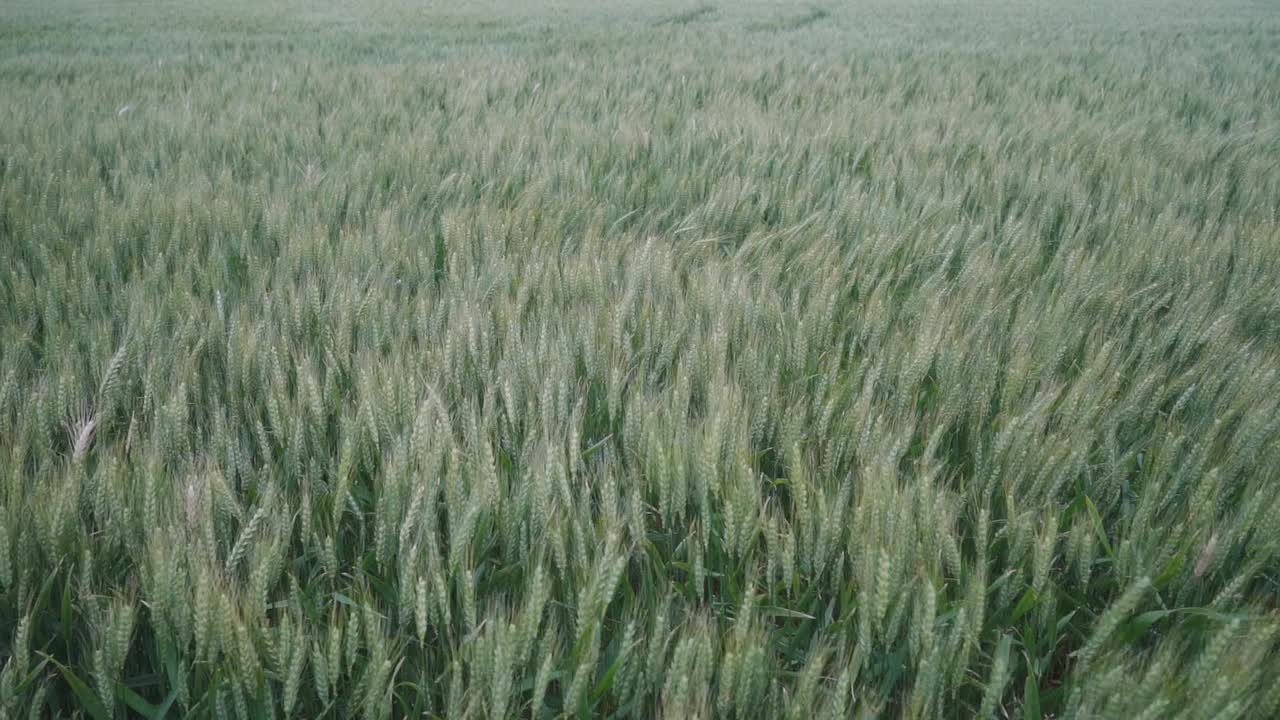 Wide slow-motion view of a wheat field on a windy day