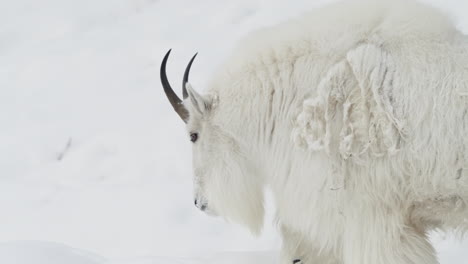 close up of mountain goat in wildlife park during winter in yukon, canada