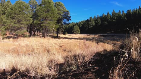 Una-Ligera-Brisa-Distribuye-Apenas-Este-Apacible-Paisaje-Selvático