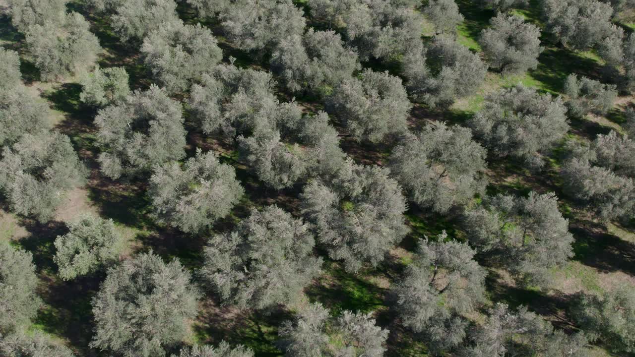 Veduta aerea di uliveto in autunno, Pienza, Toscana, Italia