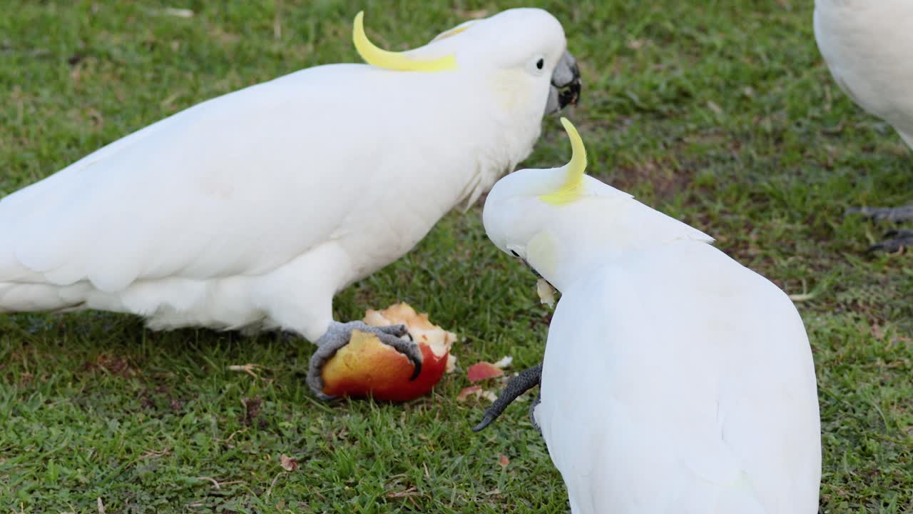 dos cacatúas interactuando y compartiendo comida