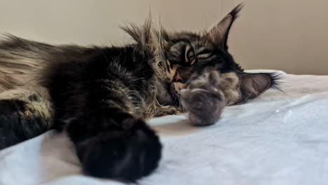 indoor cat resting on white blanket with black and gray fur in soft light, toy drops next to it