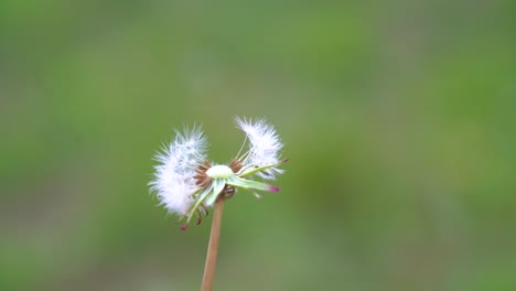 a dandelion flower being blown all out