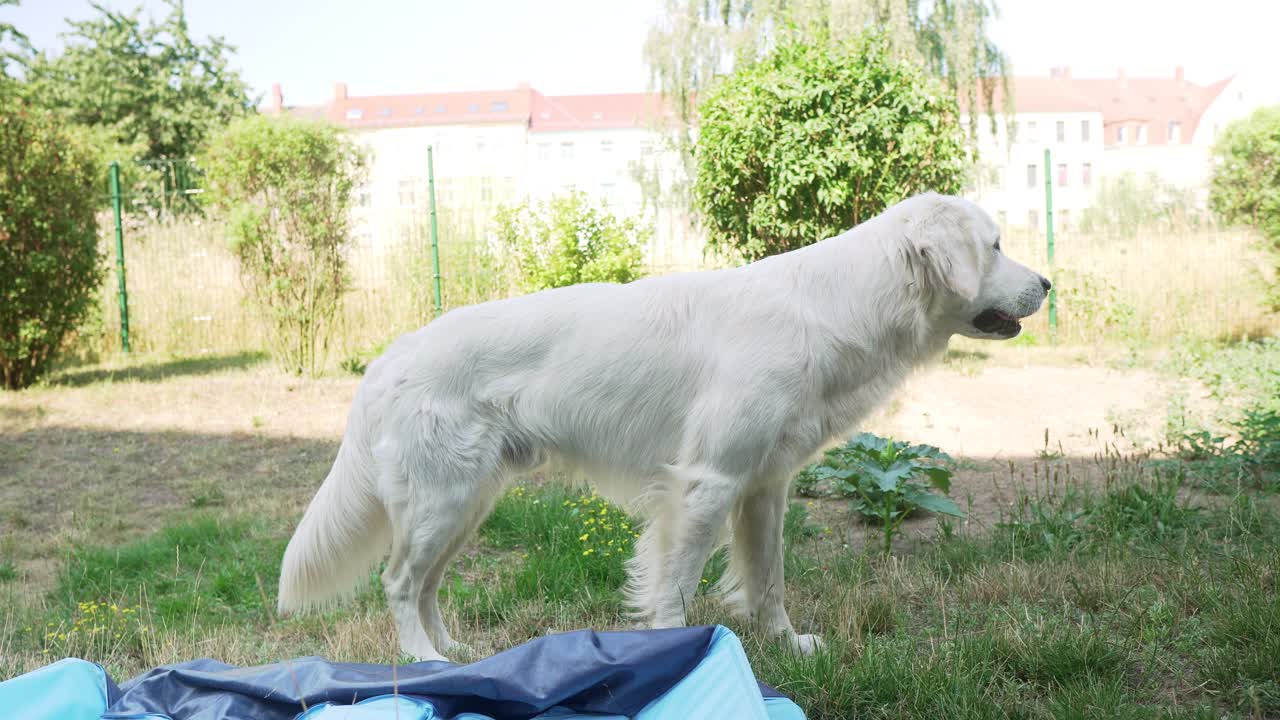 울타리와 햇빛 집이 배경에 있는 뒷마당의 풀밭을 걷고 있는 흰 개