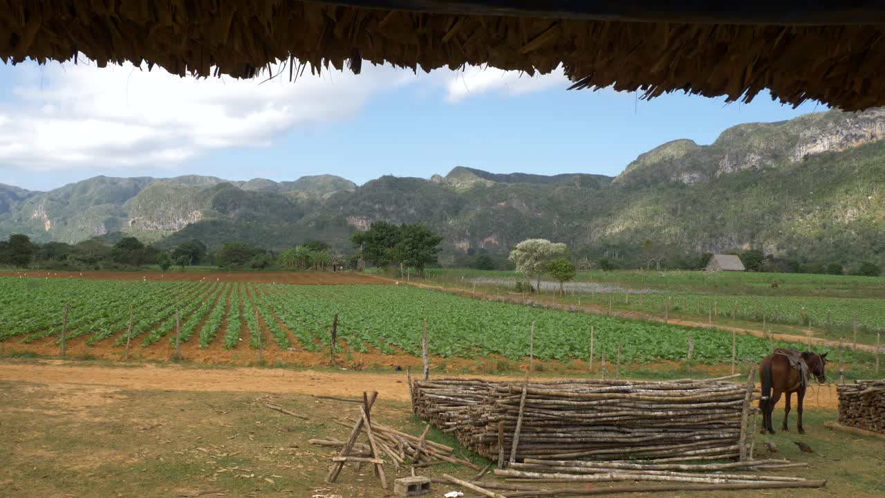 Young tobacco field view from traditional shelter