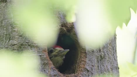 Buntspecht-Späht-Aus-Nestloch-Im-Baum