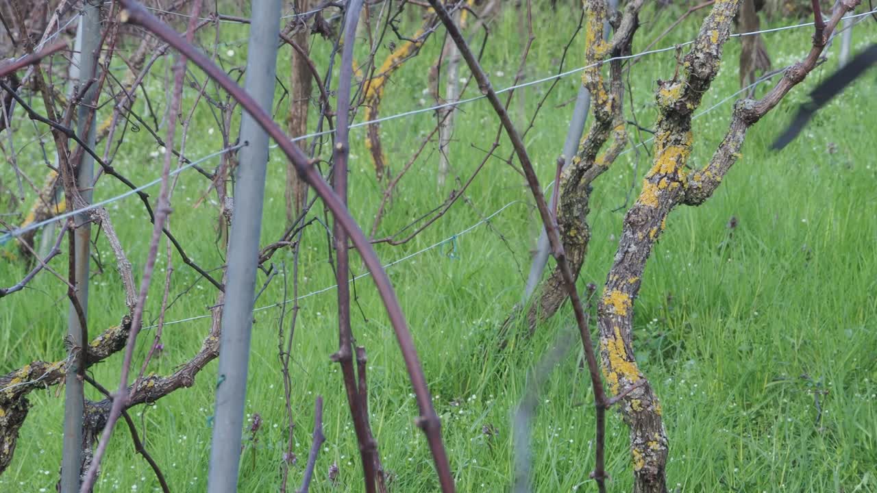 woman gathers dry vine canes into a green waste bag after pruning in an organic vineyard, promoting sustainable agriculture and manual labor slow motion shot