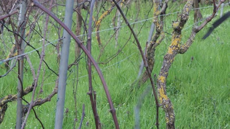 woman gathers dry vine canes into a green waste bag after pruning in an organic vineyard, promoting sustainable agriculture and manual labor slow motion shot