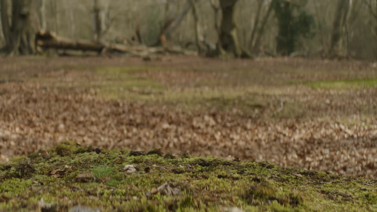 el entrenador corre a través del musgo en el bosque de cerca