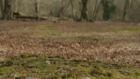 trainer runs across moss in woodland close up