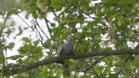 wood pigeon resting perched in a sycamore tree, video footage shot on a summers day in the uk