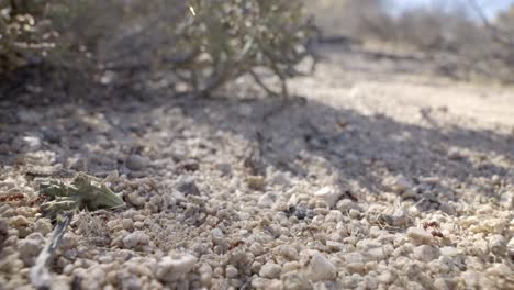 hormigas cortadoras de hojas de sonora bajo la cholla navideña, también conocida como opuntia leptocaulis, en suelo desértico, de cerca