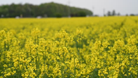 rape land in countryside and traffic