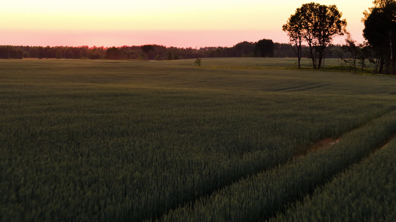 Tranquil Sunset Over Green Barley Fields In Countryside. Aerial Drone Shot