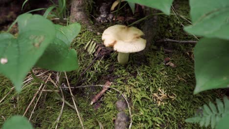 closeup of lactarius milk cap mushroom hidden in forest, static, day