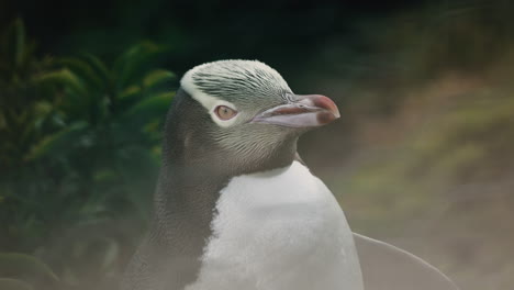 an exhausted, yellow-eyed penguin at sunset in katiki point lighthouse, moeraki, new zealand - close up