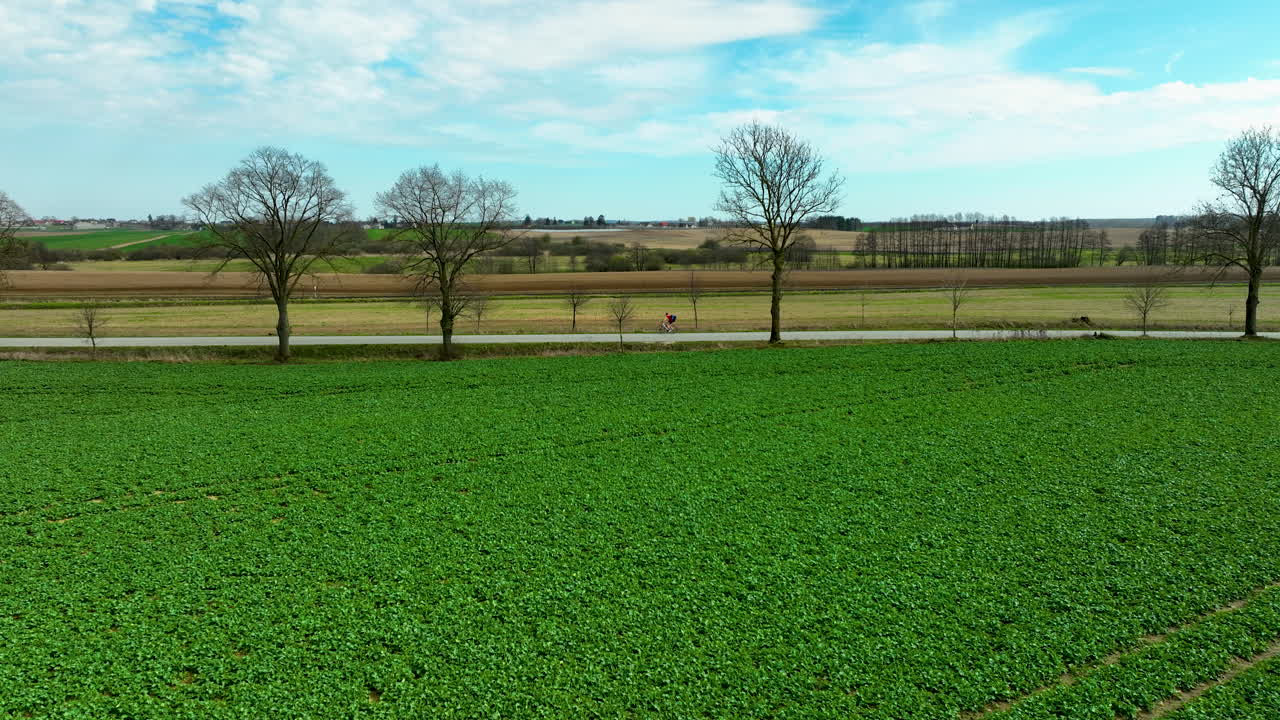 воздушный вид пышного, зеленого поля на переднем плане с безлистными деревьями вдоль дороги в середине земли