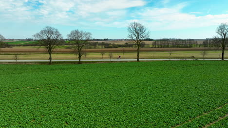 aerial view of a lush, green field in the foreground with leafless trees lining a road in the midground