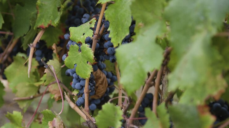 Close-up view of grapes on a vine