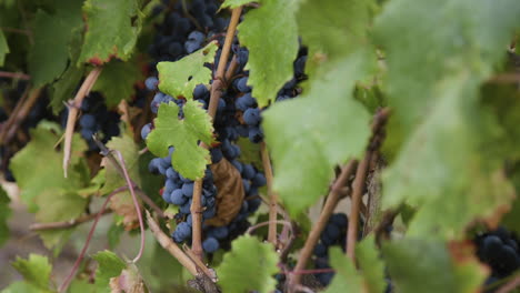 close-up view of grapes on a vine