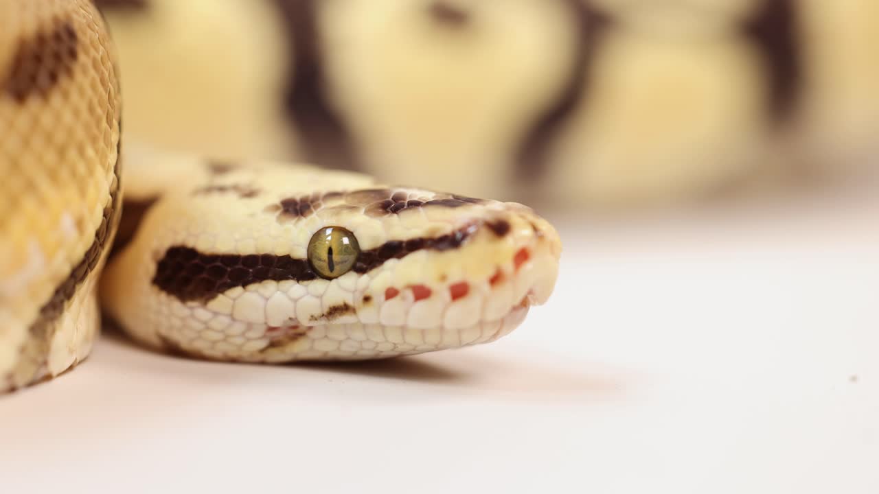 A corn snake rests calmly on a white surface under bright lighting, showcasing its vibrant patterns
