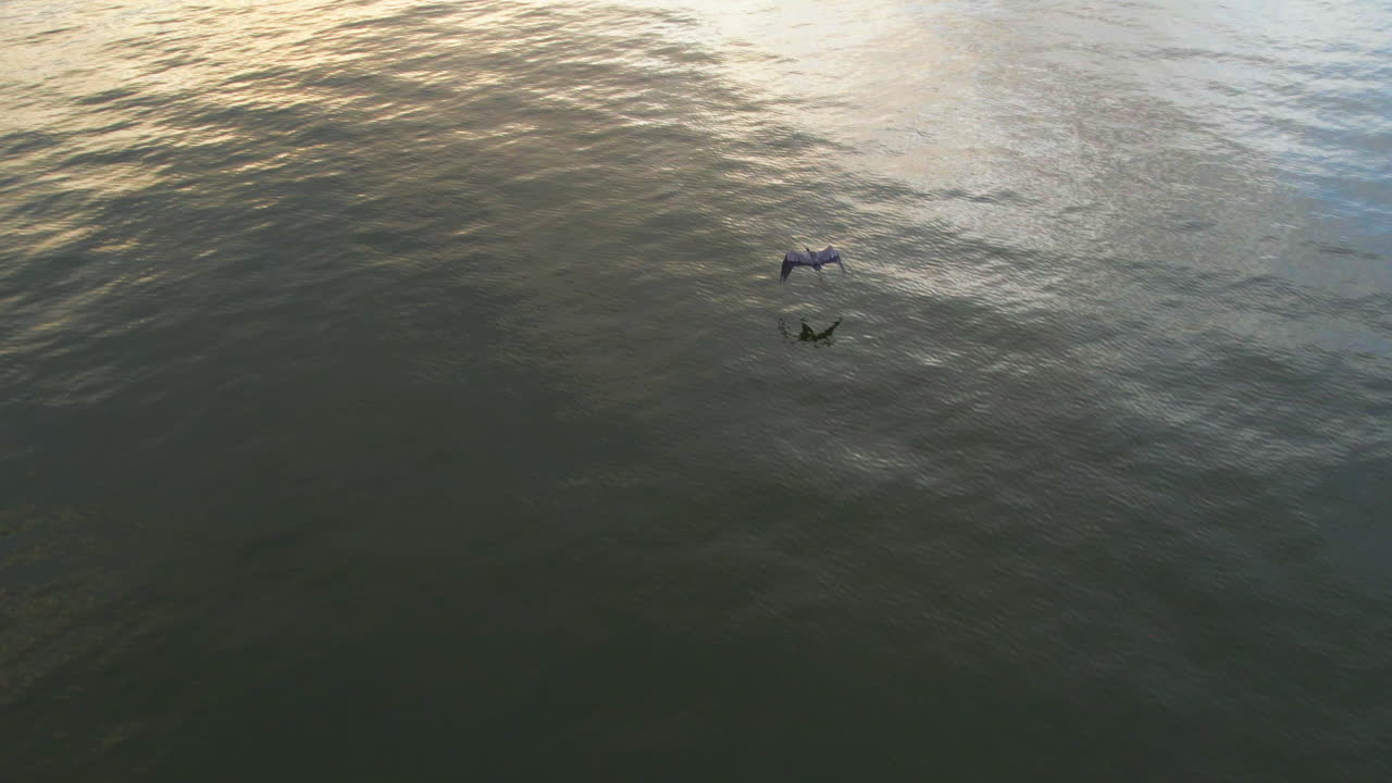 Drone shot of blue heron flying over lake during sunset