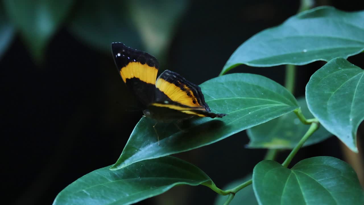 mariposa descansando en una hoja en el zoológico