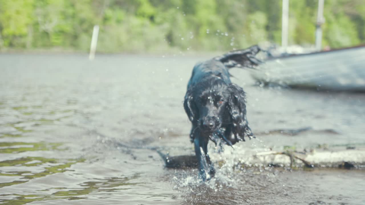 cocker spaniel joven mezcla cachorro perro corriendo en el agua hacia la cámara