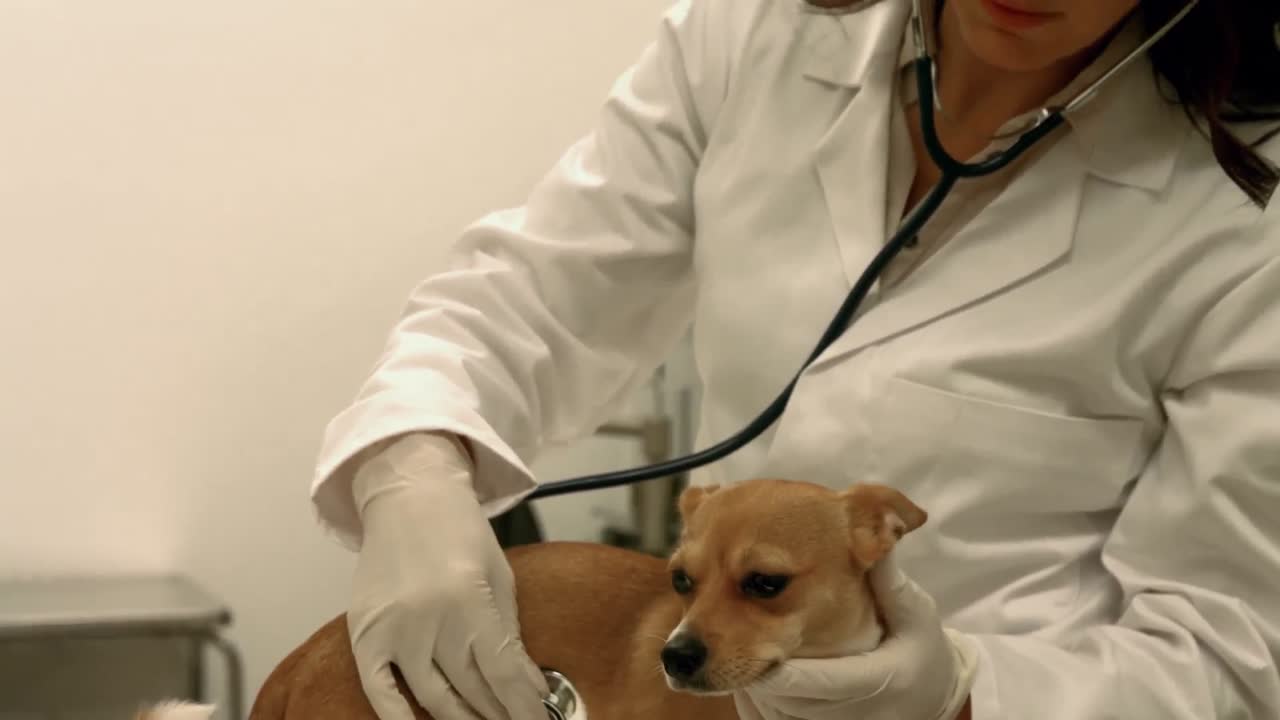 Vet examining little dog in her office