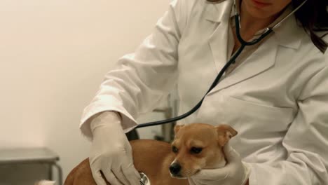 vet examining little dog in her office