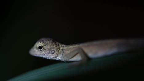 the oriental garden lizard is also called the eastern garden lizard, bloodsucker and changeable lizard